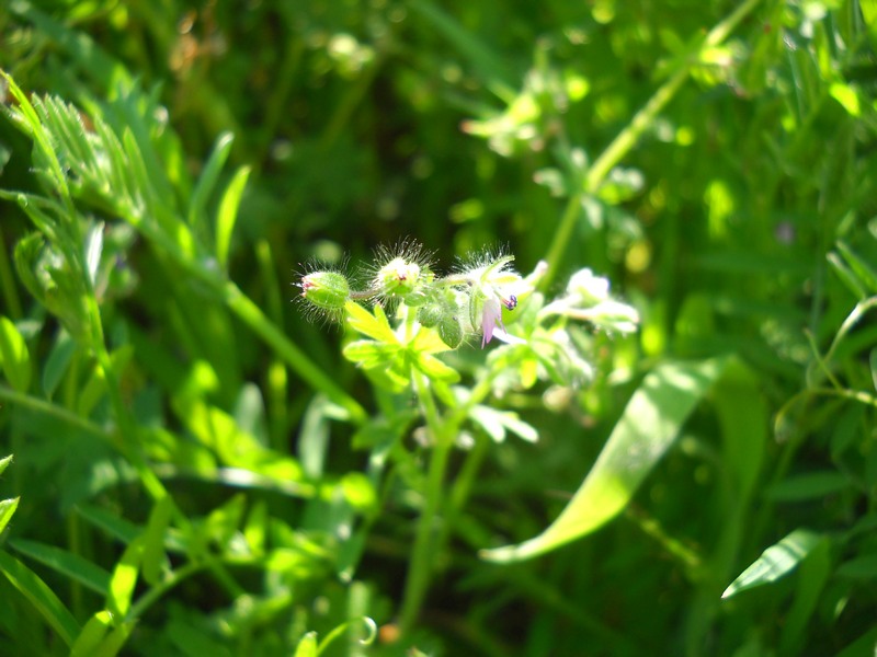 fioriture...di primavera